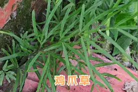 常见的凤尾草俗称 “鸡爪草”，它的功效厉害妙用多，快来看看视频封面