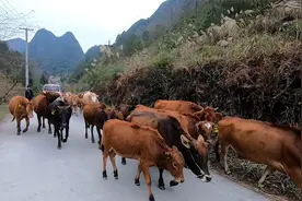 这个大叔每天放养几十头黄牛，农村农户小规模养牛还是传统的放牛视频封面
