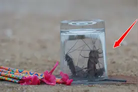 将“烟花火药”和“小强”放进玻璃杯中，点燃后，会发生什么呢？视频封面