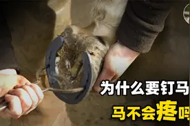 为什么要给马钉马掌，铁钉牢牢钉在马蹄上，马不疼吗？视频封面