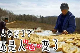 60亿人参滞销，人参行业举步维艰，人参从业者何去何从？视频封面