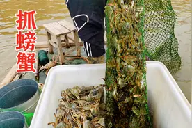 微山湖万亩大闸蟹基地，小伙承包百亩池塘每天抓500斤年收入百万