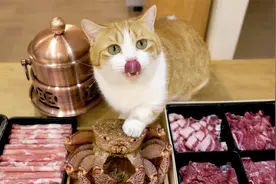 年夜饭跟猫一起吃红毛蟹火锅，人吃爽了猫吃懵了！