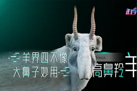 山海经里长着“象鼻”的羊是真的,绝迹40年，高鼻羚羊重现高原