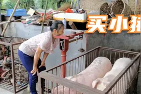 四川农村父子买小猪，2头小猪花了7200元，养到过年能回本吗视频封面