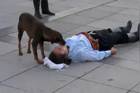 暖心！男演员户外表演倒地装死 旁边的流浪狗冲上前对其猛亲安慰视频封面
