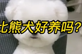 比熊犬好养吗？视频封面