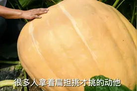 巨型南瓜怎么种？园艺师教你，用巨型南瓜种子，就能种出来视频封面
