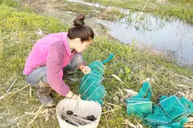 第一次下地笼网 小菲用辣椒做诱饵 这么另类的饵料 你用过吗