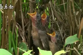 画眉鸟育雏：土画眉鸟繁殖了3只幼鸟，鸟妈妈会抓来什么好吃的？