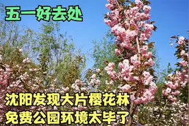 五一好去处，沈阳发现大片樱花林，免费公园环境还特别毕视频封面