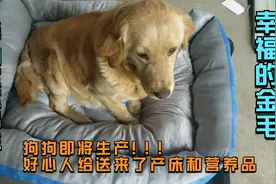 救回来的金毛就要生宝宝了 只待狗宝宝出生 幸福美满的一家子视频封面