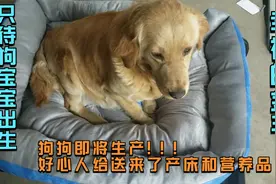 救回来的金毛就要生宝宝了 只待狗宝宝出生 幸福美满的一家子视频封面
