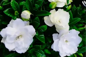 讲解栀子花落花掉蕾、不开花的原因，和日常的养护方法！视频封面