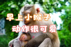 早上呆萌的小猴子宝宝在妈妈怀里的动作真可爱视频封面