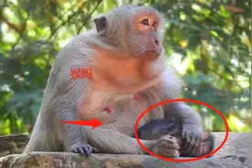 猴儿离世，年迈的猴妈胀奶，让人心酸视频封面
