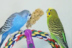 学会这3招，虎皮鹦鹉会更粘你