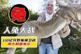 澳大利亚兔灾，5只母体繁衍100亿只，一个国家人全上阵也吃不完视频封面