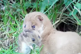 黄鼠狼为啥比猫还爱吃老鼠，了解原因后，恍然大悟！