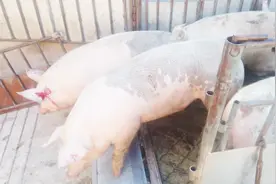 屠宰场上猪都要挨个放血，大耳朵必须挨个扎，想跑都跑不掉