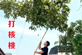 吃货在农村是闲不住的，40度的高温还去打核桃，收获还真不错