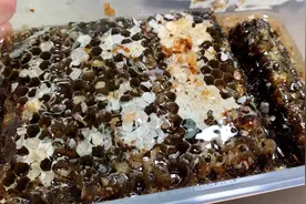 天呐！这都能直接生啃吗？视频封面