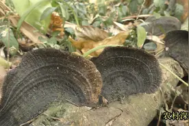 珍贵的“龙眼菌”，结石的克星，值得了解一下