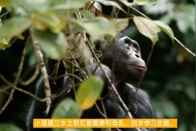黑猩猩栖息于热带雨林，集群生活觅食区域往往是它们集中的地点。视频封面