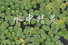 “植物的生存智慧”-水中精灵视频封面
