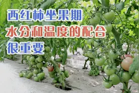西红柿坐果期和转色期，温度和水分的配合有讲究，快来看看吧视频封面