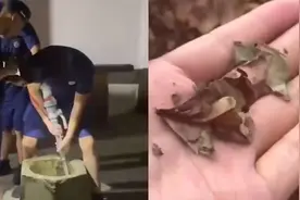 杭州持续高温：西湖龙井被“烤焦”一捏就碎 百年老井也热干了视频封面