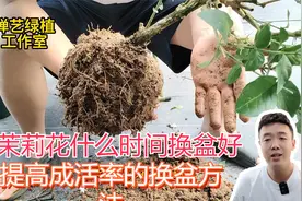 茉莉什么时候换盆？茉莉换盆方法来了视频封面