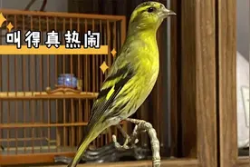 顶级黄雀真能叫，花口连唱赛过百鸟闹，真妙！视频封面