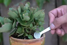 长寿花频繁患虫怎么办，盆里撒勺料，彻底告别虫害视频封面