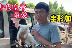 本地最为古老的猫“坐形如狮”古代皇帝最爱，传承了千年，太仙了视频封面