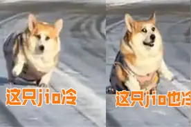 真冻成狗了！狗子雪地里走路冻得直缩脚，网友：给它买双鞋吧