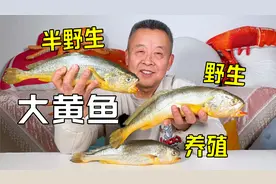 同样一条大黄鱼，野生的就比养殖的好吃吗？
