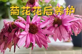 菊花开败别急着丢，及时处理，又能花开满盆！视频封面