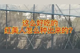 好吃的红美人是怎么种出来的视频封面