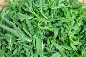 咽喉痛，1种野菜经常吃，清肠排毒又祛火，缓解疲劳，比吃肉还香视频封面