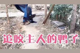 主人捉走一只鸭子看会不会飞，谁知得罪了另一只鸭子，追咬主人