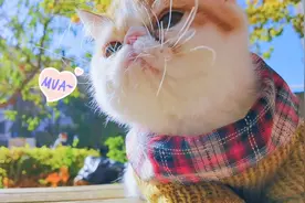 千万不要带家养的宠物猫出门，看看给毛孩子吓的，主人哭笑不得