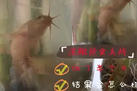 花瓶里面养了两条泥鳅，饿了半个月，小伙投食后结果会发生啥视频封面