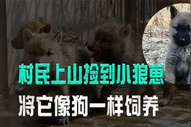男子误将小狼崽当狗饲养，长大后不仅不伤人，还能帮主人看家护院