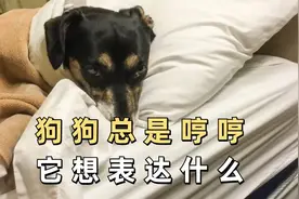 狗狗总是哼哼，它想表达什么？视频封面