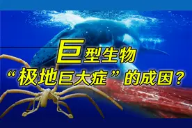 极地之下有什么？常见的海洋生物，为何在极地海域会变得巨大？视频封面