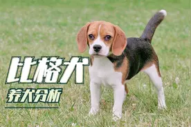 养一只比格犬怎么样？听听山西养狗女孩给你说道说道，谨慎入手