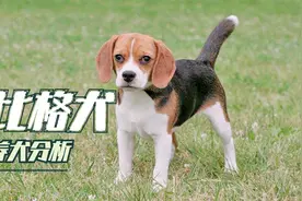 养一只比格犬怎么样？听听山西养狗女孩给你说道说道，谨慎入手