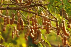 甜酸角贵是有道理的，生长周期长打理不易，采摘也不容易视频封面