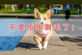 狗被剃毛后会出现很多负作用，千万不要为了降温给小狗剃毛！